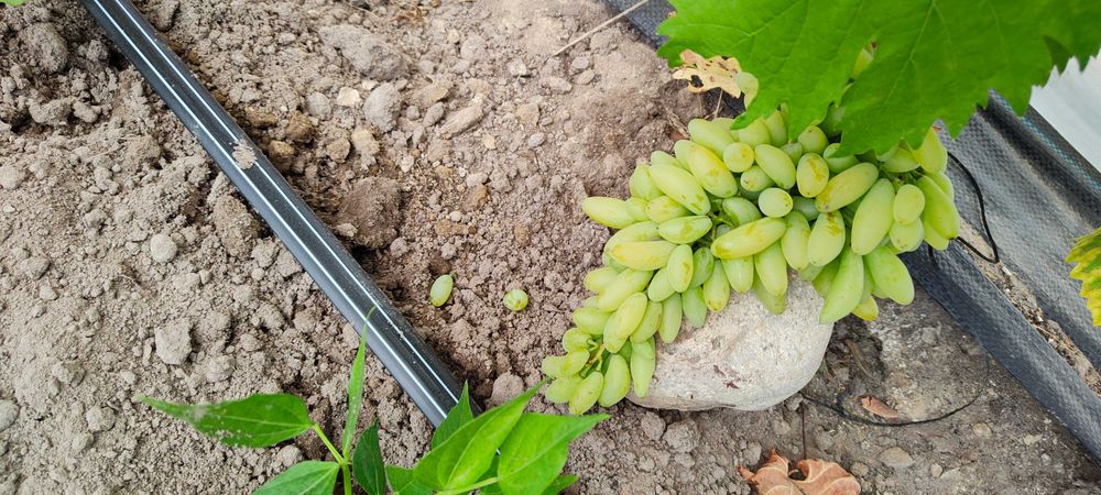 sadzonki winorośli winogron LAMBORGINI