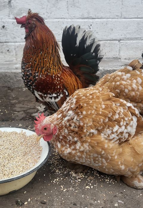 Инкубационное яйцо карликового кохинхина, бентамки, шовкова, мильфлер