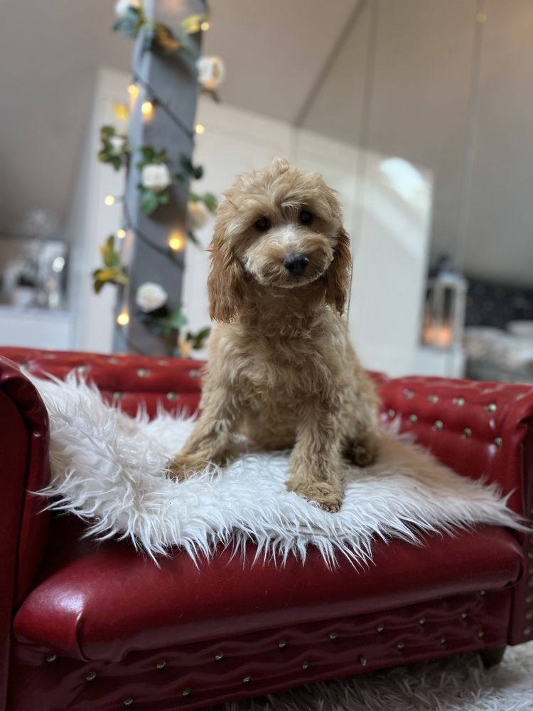 Cockapoo sunia apricot pudel toy red coocker spaniel