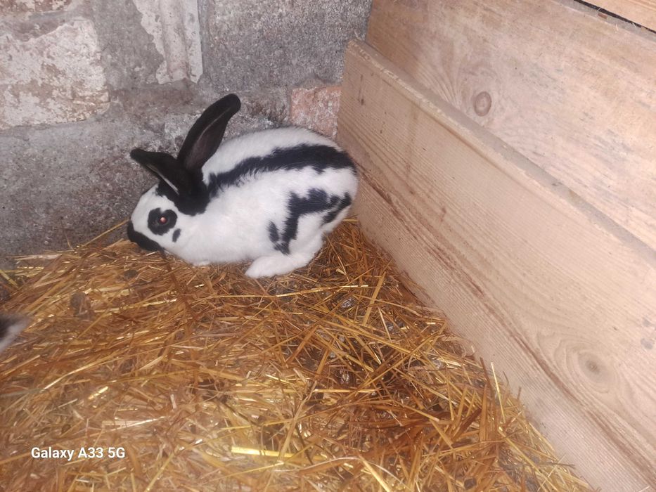 Kroliki króle srokacze młode