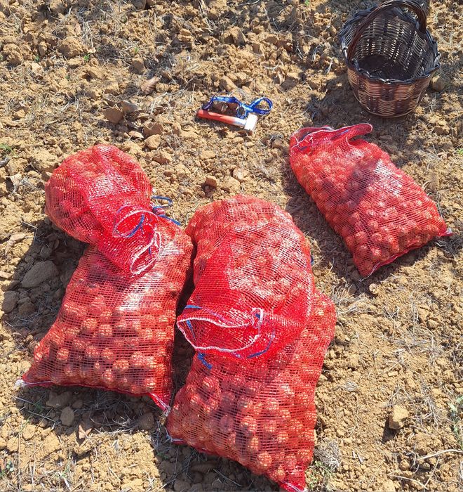 Vendo nozes apanhadas agora em Outubro,muito boas sacas de 5 e 10 kilo