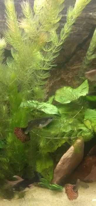 Rogatek ozdoba do akwarium - 5 gałązek