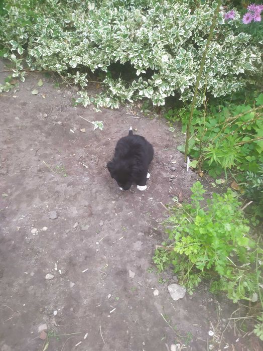 Suczka za darmo do oddania w dobre ręce