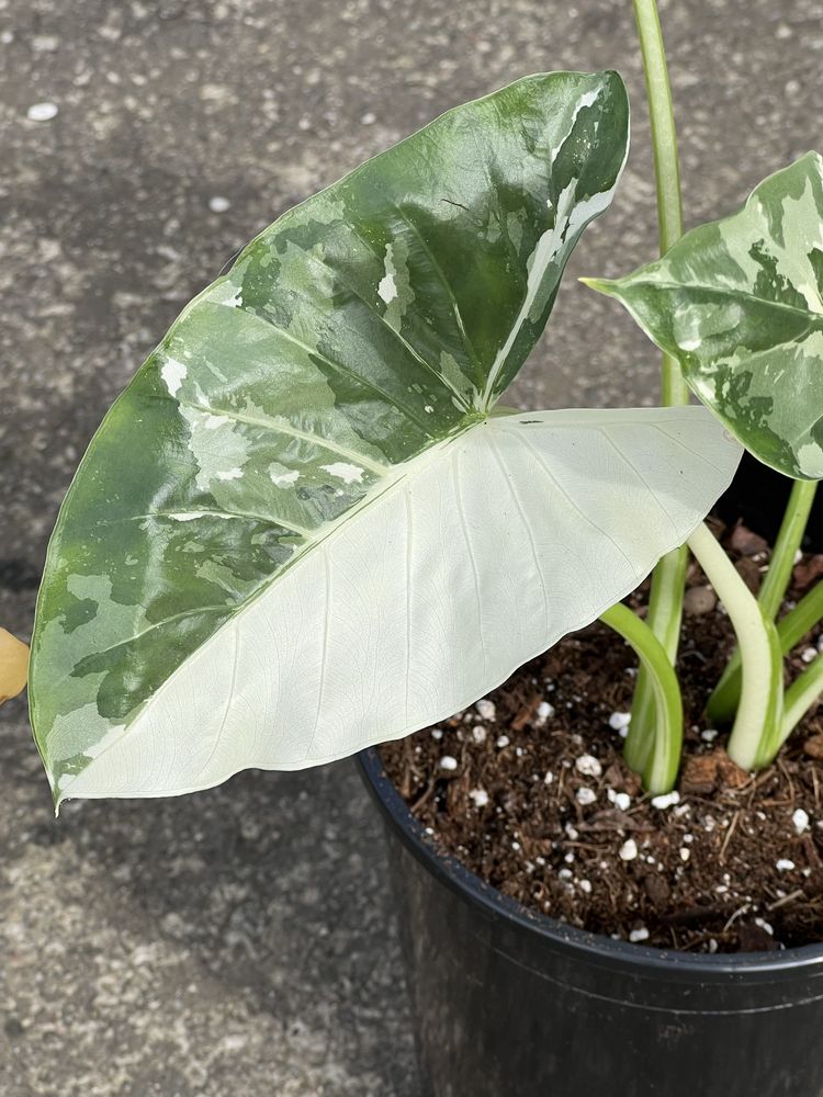 BULWA alocasia macrorrhiza variegata