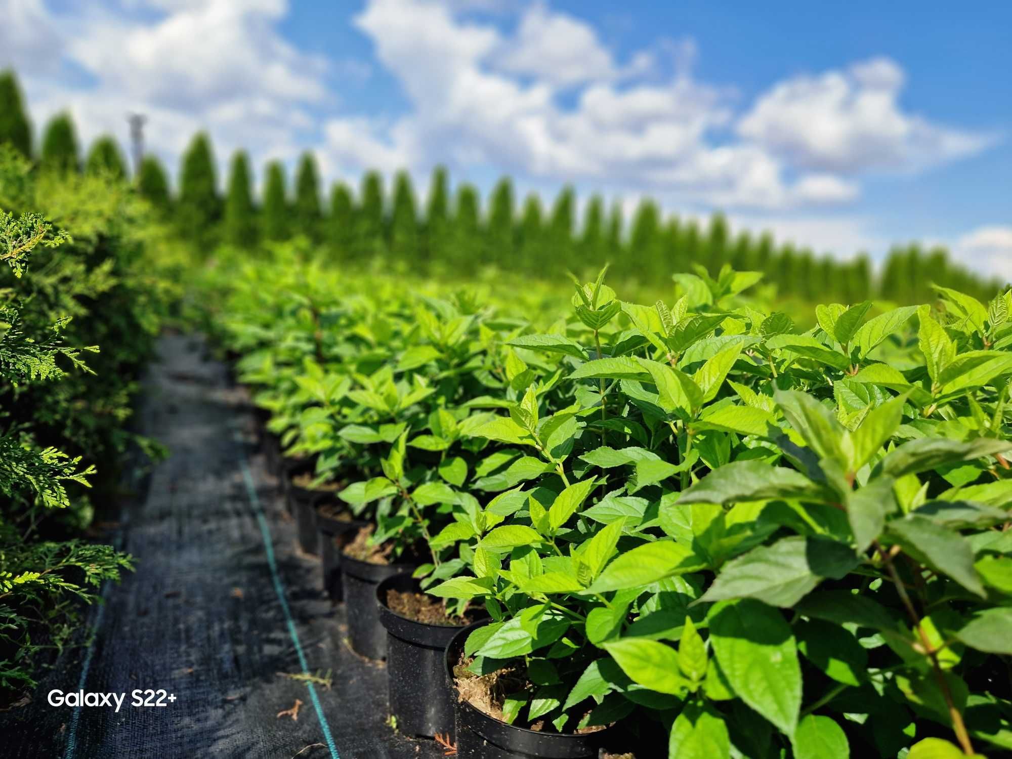 Hortensja bukietowa Hydrangea paniculata 3L duże gęste! Świętokrzyskie