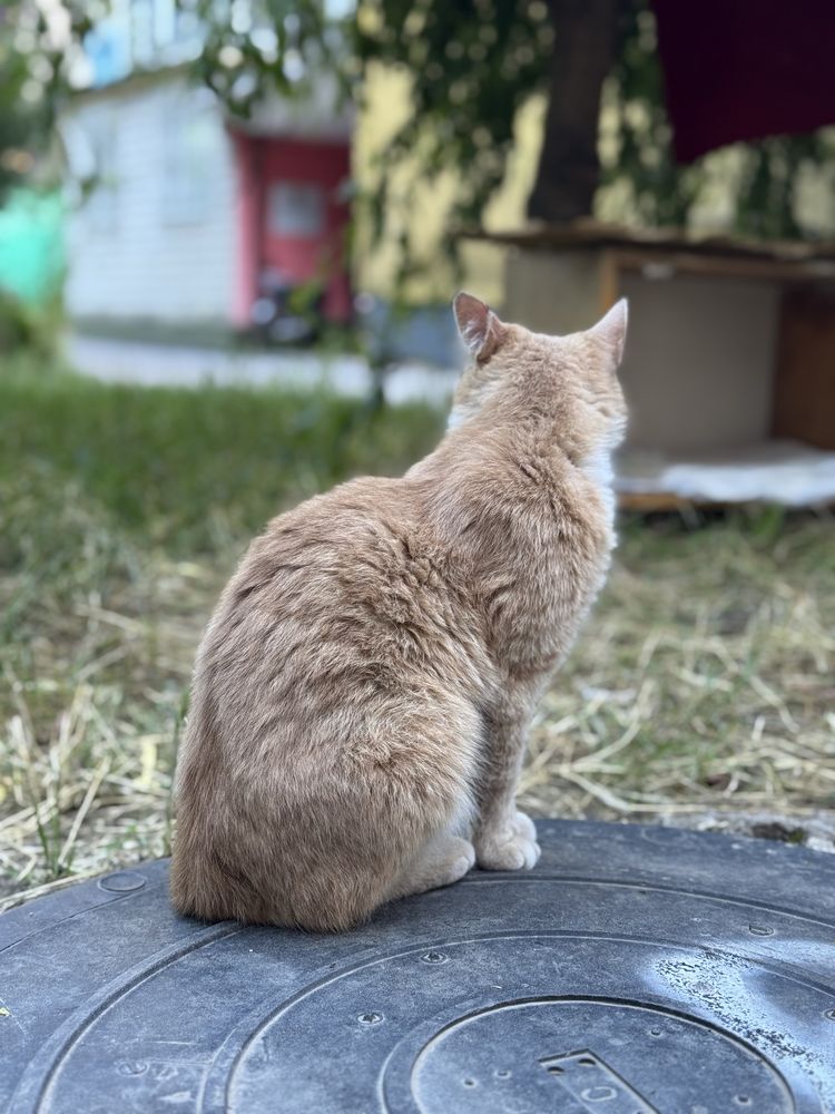 Котик дівчинка , 7 місяців