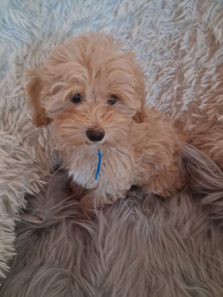 Maltipoo piesek mama maltańczyk tata pudel toy red