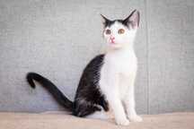Pola - mała koteczka szuka domu - do adopcji