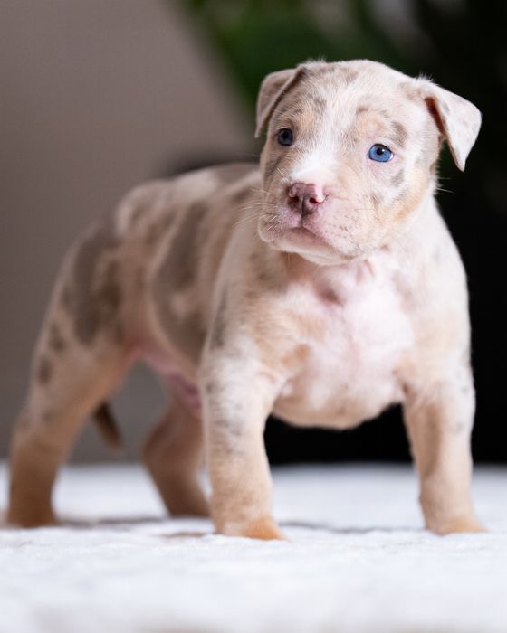 American Bully XL - Piesek Lilac Tri Merle