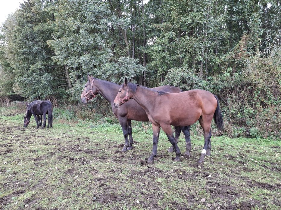 Sprzedam klacz śląską