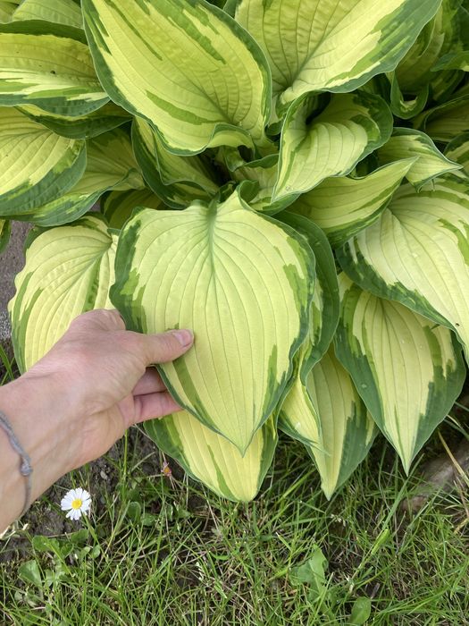 Hosty żurawki piękne okazy