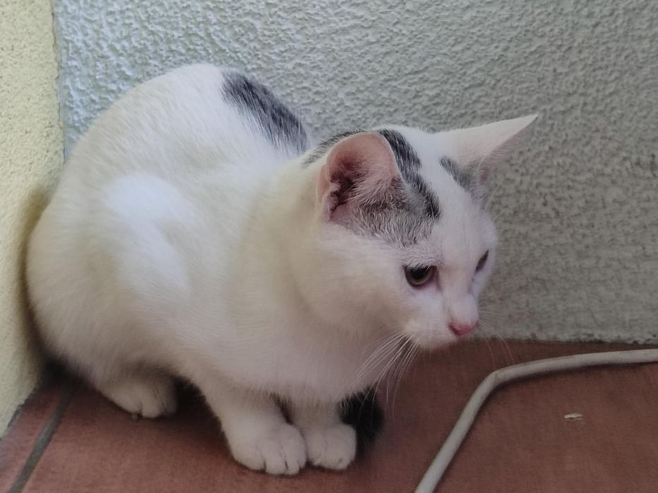 Do adopcji nieodplatnie