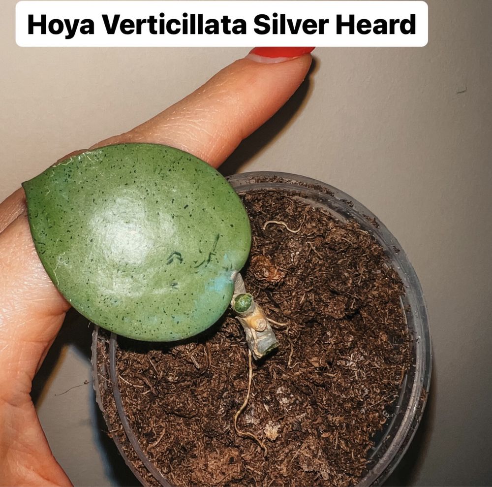Hoya Verticillata Silver Heard хойя