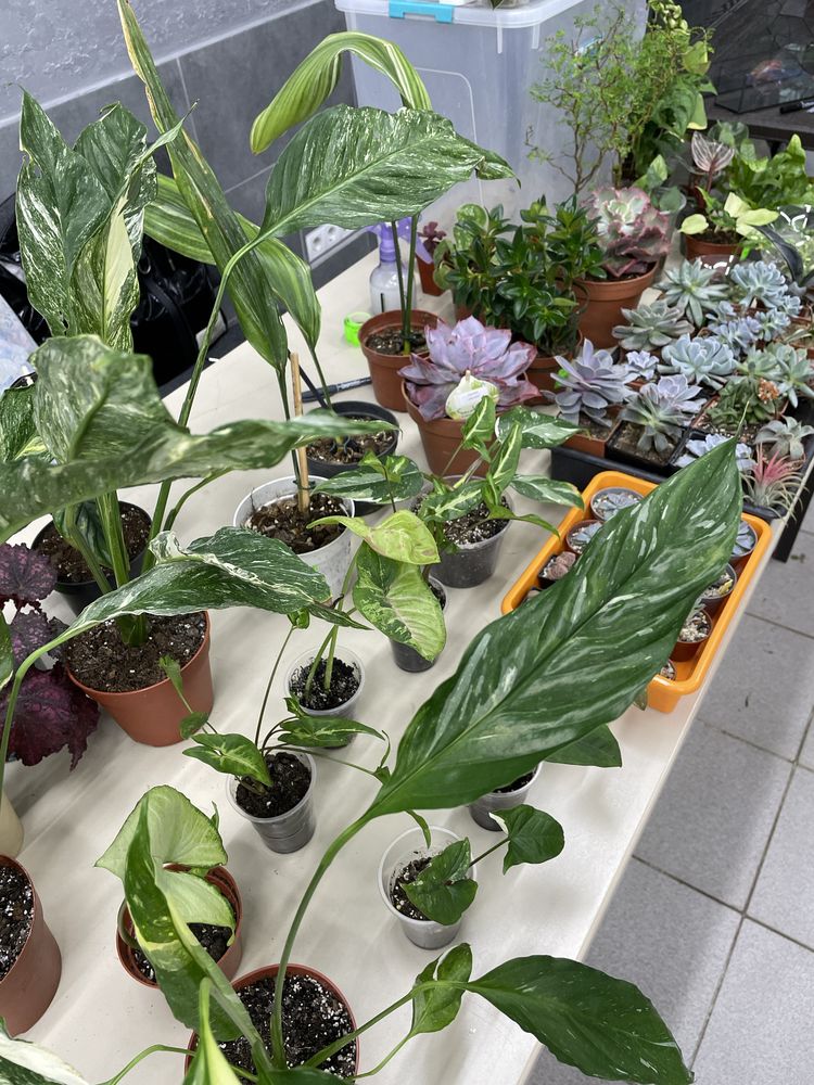 Шукаємо колекціонерів рослин для участі у виставках