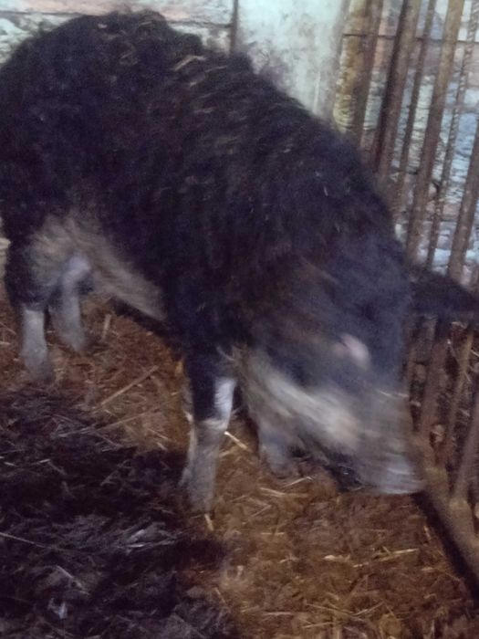 Угорська мангалиця