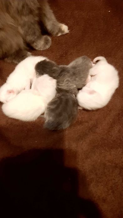 Koty persy ogłoszenie poglądowe informujące do zapoznania