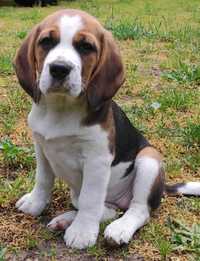 Piesek rasy Beagle