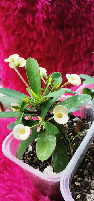 Wilczomlecz biały sadzonka