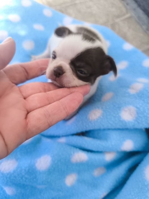 Chihuahua Super  Mini. Menina Chocolate e branco..Cabeça de maçã.