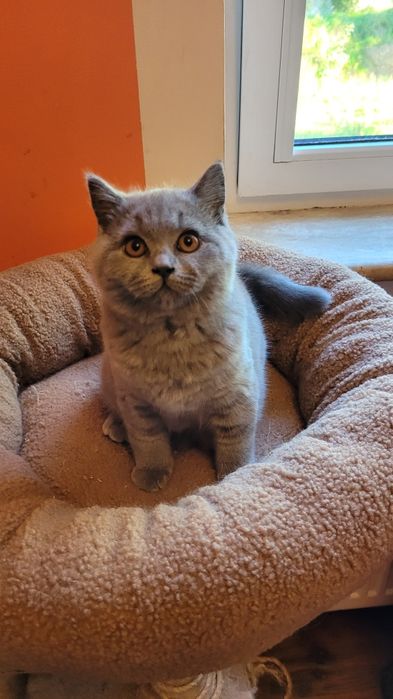 Koty brytyjskie, kocurek, FPL, październik