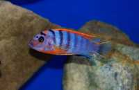 Labidochromis sp Hongi Sweden pyszczaki Malawi World