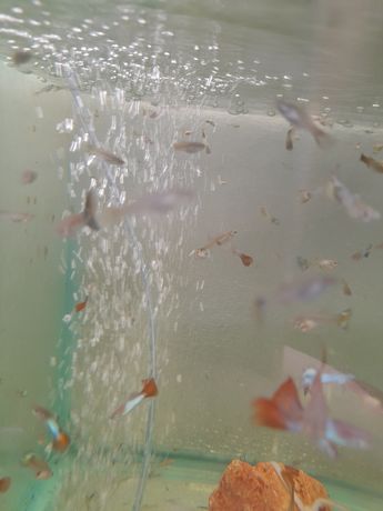 Гуппі акваріумні рибки