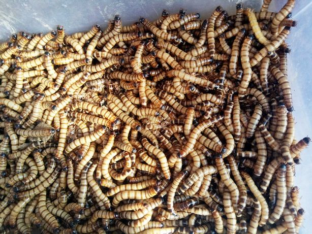 Зофобас, тараканы от 50 коп  разные Отправка нп