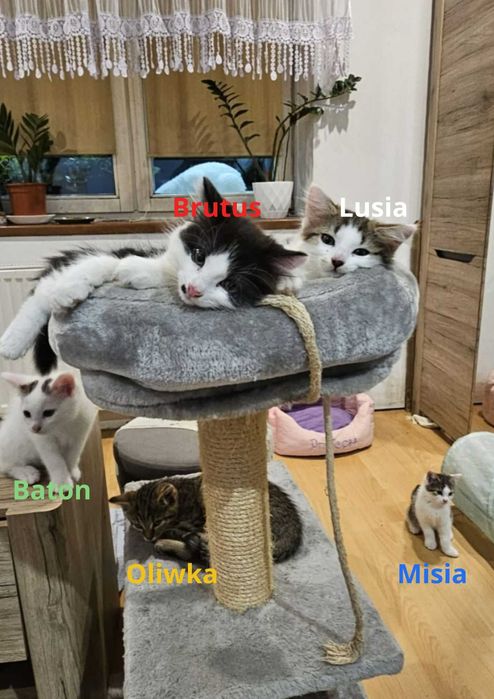 Miziaste maluszki szukają domku :)