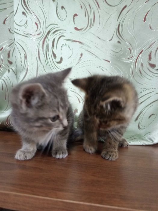 Кошенята Скотіш страйт хлопчики. Залишився сіренький.