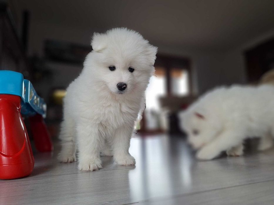 Szczeniak samoyed suczka