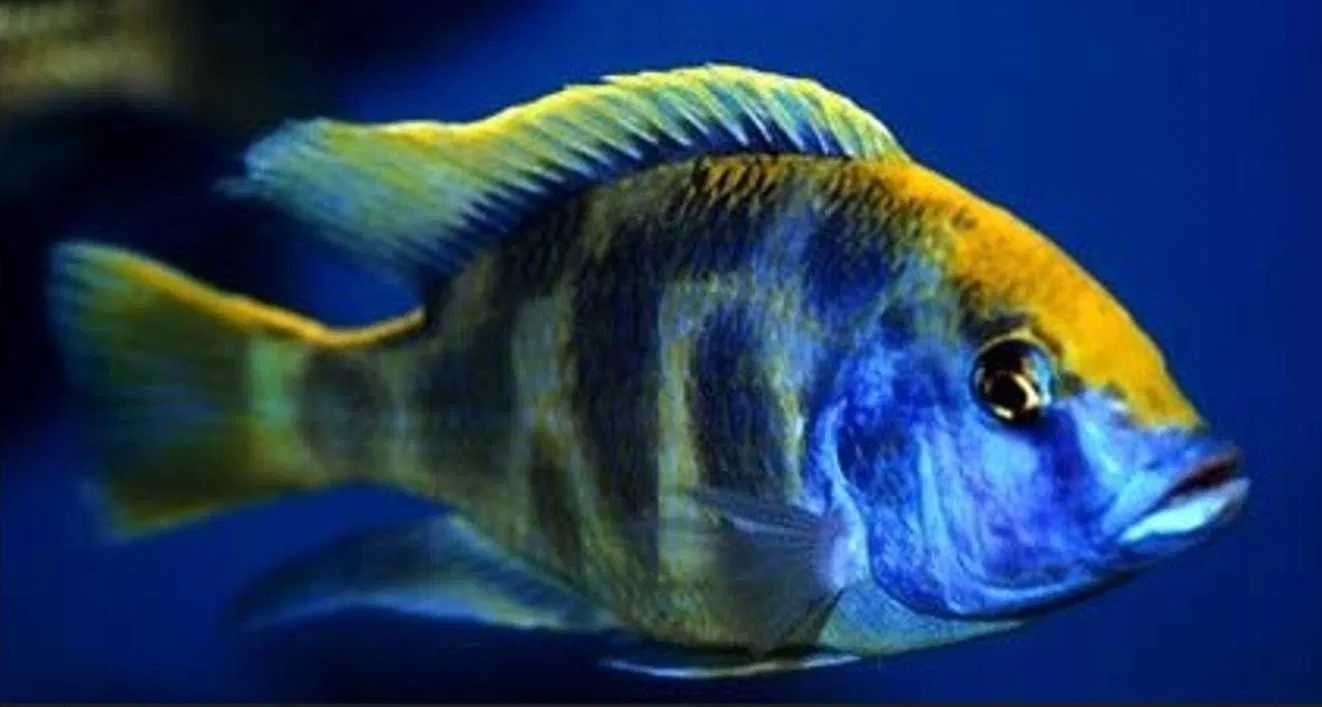 GB MALAWI Pyszczak Venustus F-2 (Nimbochromis venustus) - dowóz ryb!