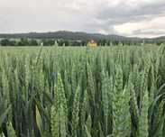 Pszenica ozima HONDIA - materiał siewny Top Farms