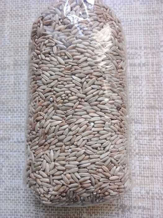 Żyto ekologiczne z certyfikatem