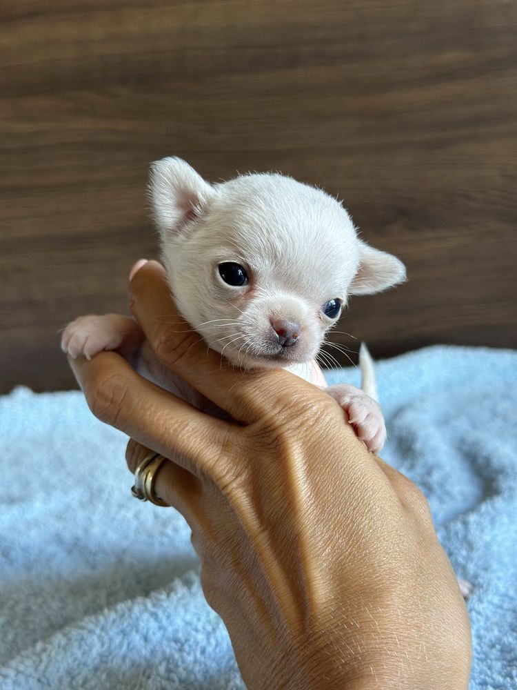 CHIHUAHUA chłopiec mini :)