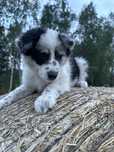 Border Collie Blue Merle -piesek