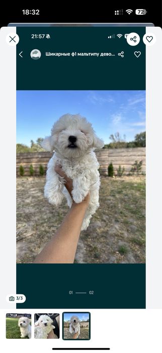 Продам мальтипу f1’