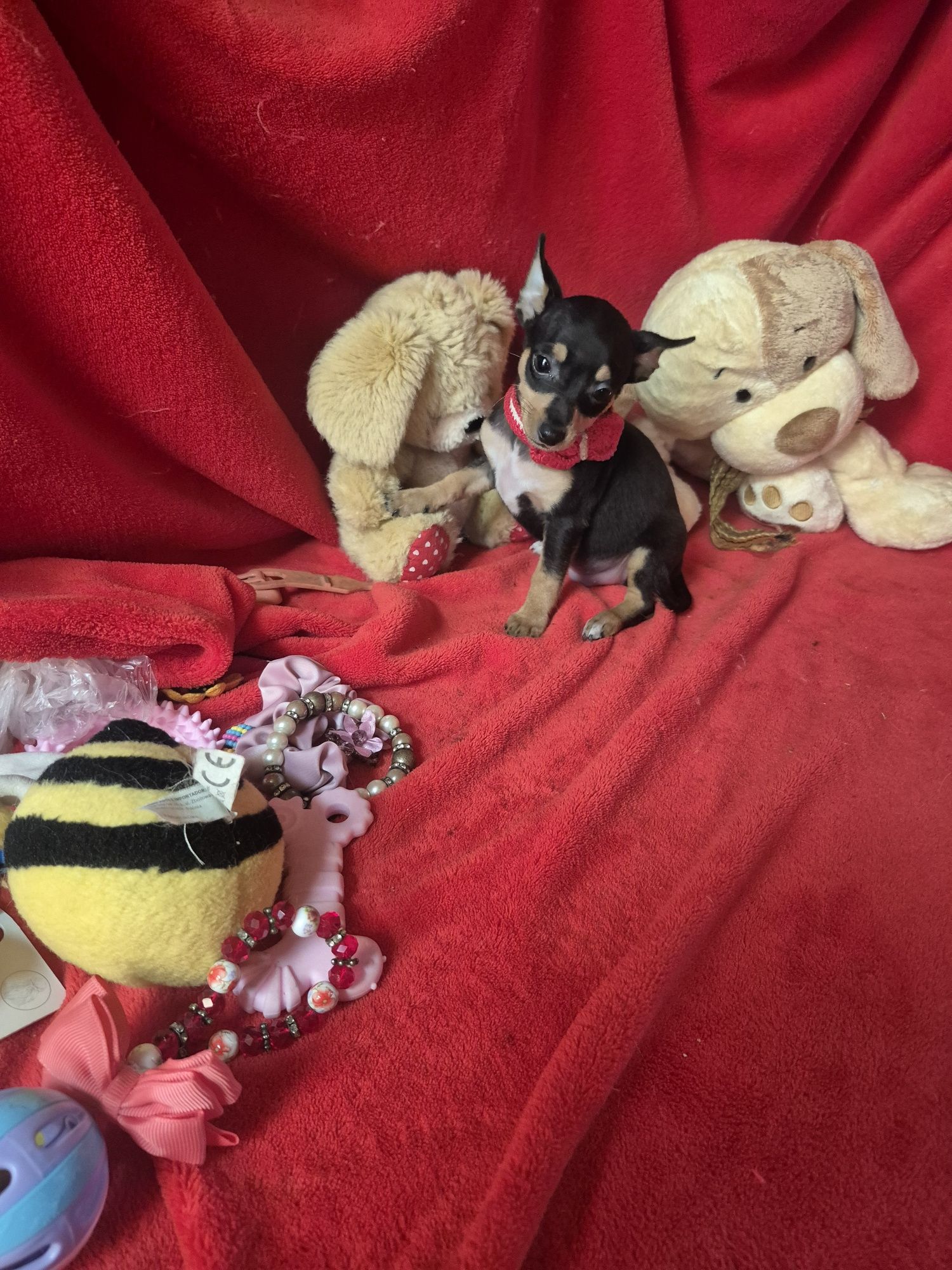Pinscher  Macho Miniatura Criadora Registada PT 3088 FL
