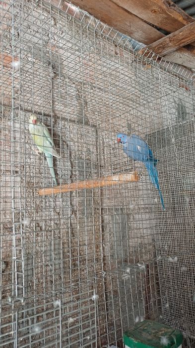Casal de ring neck violeta cleartail