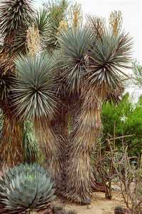 Yucca rigida SADZONKA -17°C juka +GRATIS instrukcja uprawy