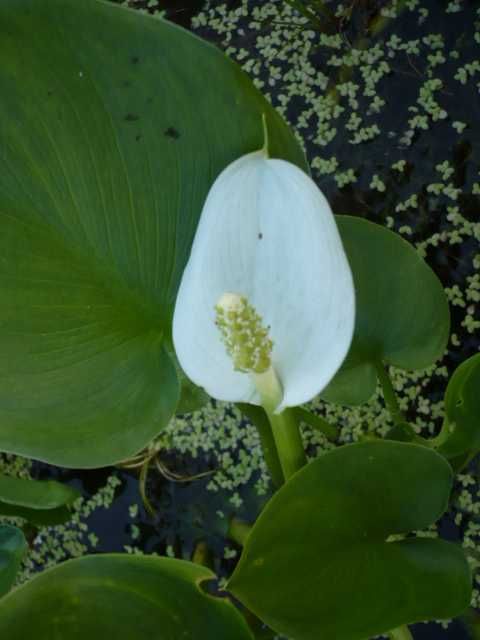 Rośliny wodne, rośliny przybrzeżne , Kamieńsk lesiakowski.pl