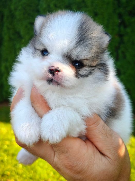 Szpic miniaturowy pomeranian