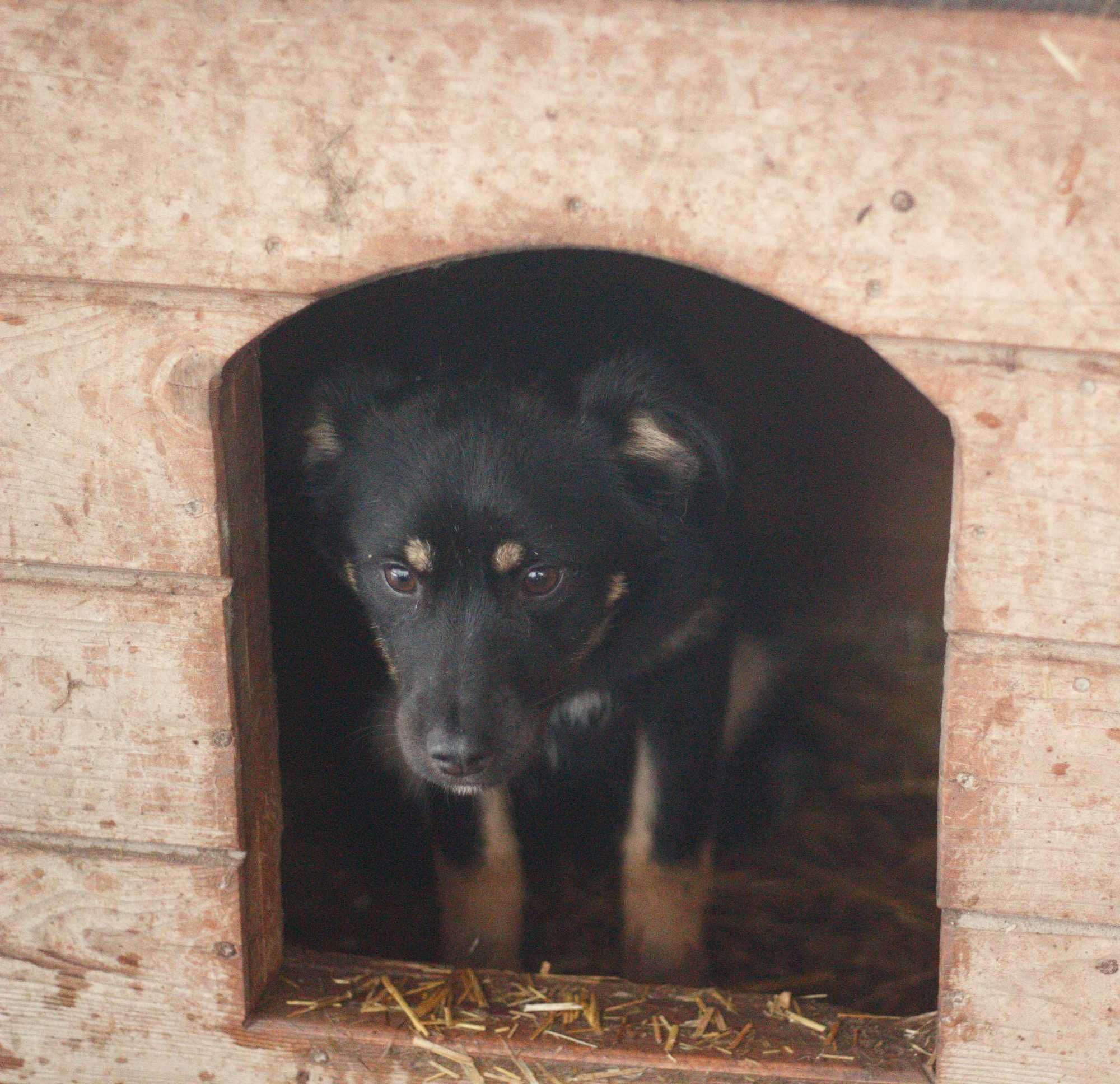 Cykoria - Schronisko Canis w Kruszewie, adopcja, sunia szczeniak