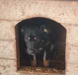 Cykoria - Schronisko Canis w Kruszewie, adopcja, sunia szczeniak