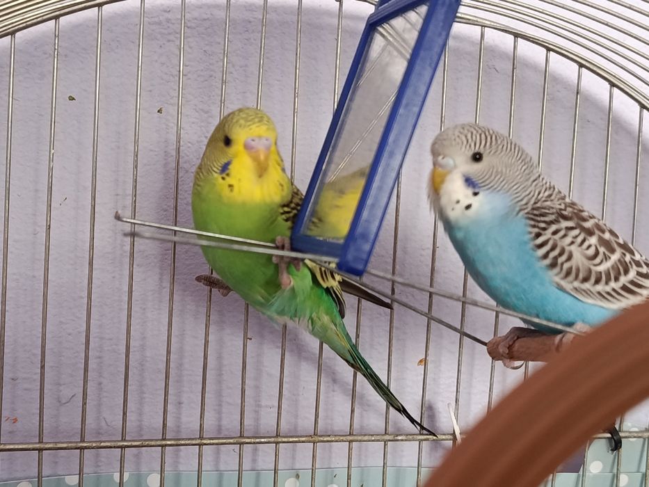 Mała Papugi faliste