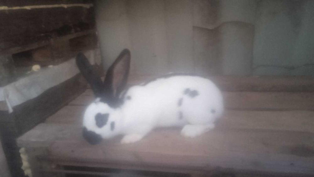 Sprzedam samca i samice srokacza