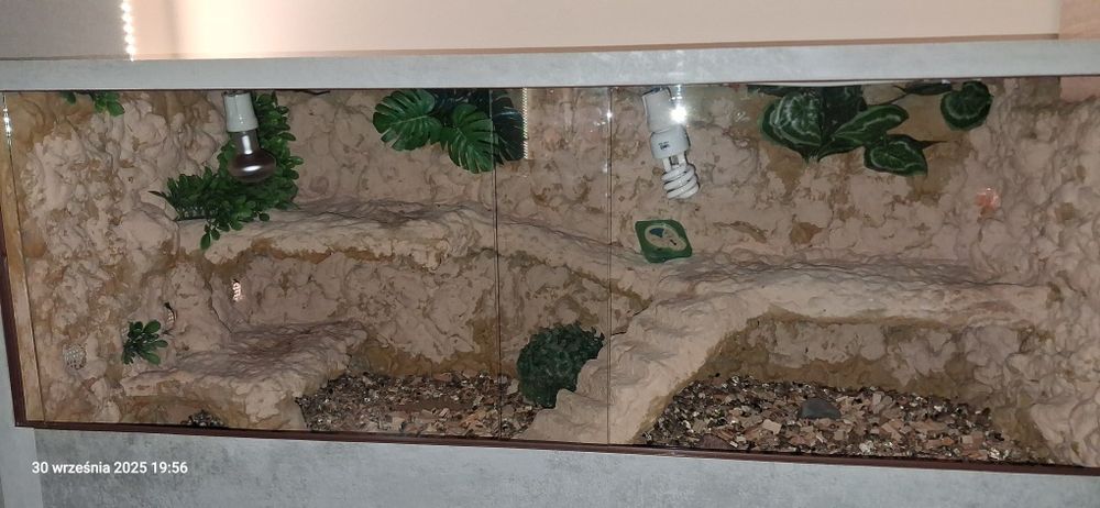 Terrarium dla jaszczurki pustynnej