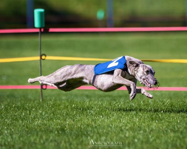 Chart angielski whippet