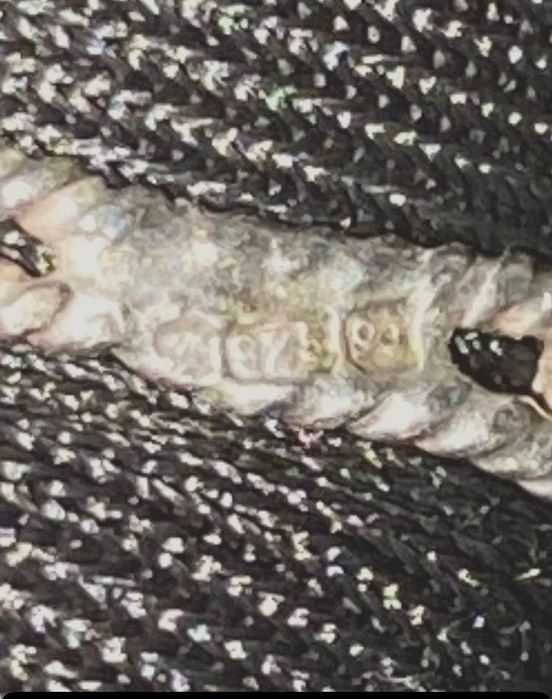 Anel em prata filigrana