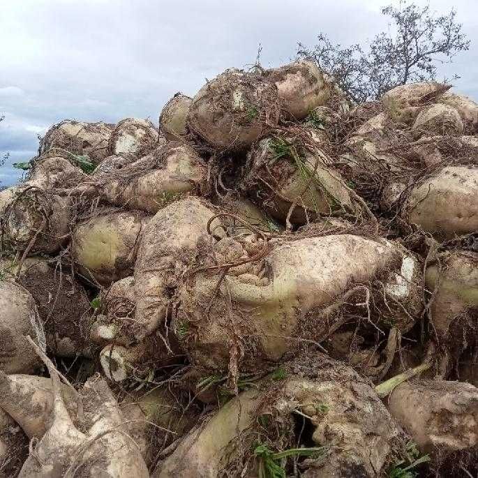 Buraki pastewne paszowe dla królików kozy ćwilka