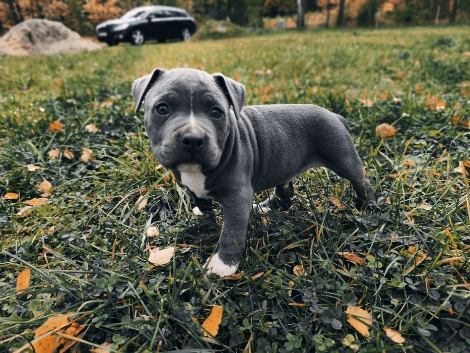 Amstaff american stafforshire terrier blue błękitny piesek